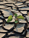 A small, vibrant green plant sprouting from a patch of dry, severely cracked earth.