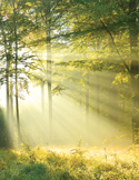 Bright morning sunlight streaming through green forest trees in a misty, ethereal landscape.