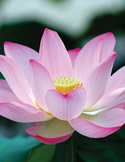 Close-up of a blooming pink lotus flower with a yellow center against a soft green background.