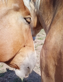 A close-up, intimate view of two light brown horses touching noses in a peaceful field.