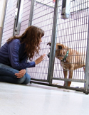 A woman kneels outside a metal kennel, gently reaching her hand toward a brown dog inside.