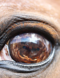 Extreme close-up of a horse's eye, showing the horizontal pupil and detailed brown patterns in the iris.