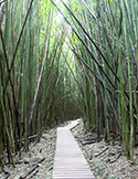 A narrow wooden boardwalk winds through a dense, towering forest of green bamboo stalks.