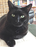 A close-up portrait of a sleek black cat with striking light green eyes sitting on a white cushion.