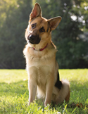 A German Shepherd sitting on green grass, tilting its head curiously toward the camera in soft sunlight.
