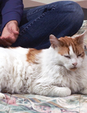 A fluffy orange and white cat resting peacefully on a patterned blanket next to a person’s hand.