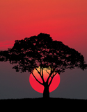 Silhouette of a spreading tree positioned directly in front of a large, glowing red sun at dawn.