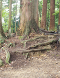 Large tree trunk with thick, exposed roots spreading across a dirt forest floor.