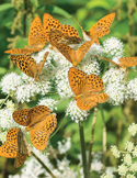 Multiple orange and black spotted butterflies resting on clusters of small white flowers.