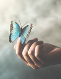 A close-up of a vibrant blue butterfly resting on a person’s finger against a soft background.