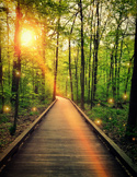 A wooden boardwalk path through a sunlit green forest with magical glowing orbs of light.