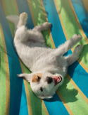 A happy white dog lies on its back on a blue and yellow striped hammock, looking at the camera with its mouth open.