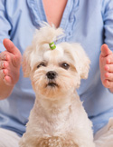 A person’s hands are held near a small white dog’s head in a calming, energy-healing gesture.