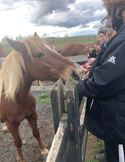 A person gently interacting with a light brown horse over a wooden fence in an open field.