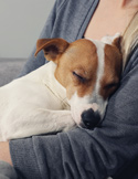 A person holding a small, brown and white dog that is sleeping peacefully in their arms.