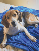 A soulful brown and white hound dog resting on a textured blue blanket, looking directly at the camera.