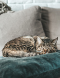 A tabby cat curled up and sleeping peacefully on a dark green velvet pillow against a neutral sofa.