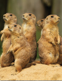 A group of prairie dogs standing alert on a dirt mound against a blurred natural background.