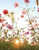 Pink and white cosmos flowers reaching toward a bright, sun-drenched sky.