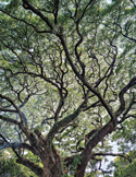 Low-angle shot looking up into the sprawling, intricate branches of a dense green tree canopy.