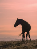 Silhouette of a horse standing in a grassy field against a soft pink and orange sunset sky.