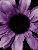 A high-contrast, close-up photograph of a purple daisy-like flower with a dark center.