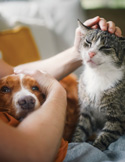 Person gently placing hands on a relaxed dog and cat sitting close together, both appearing calm and content.