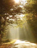 Sunlight streaming through trees onto a quiet forest path, creating warm, glowing rays across the shaded walkway.