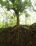 Low-angle shot of a tree in a forest, prominently showing its thick, tangled roots spread across the soil.