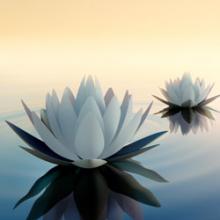 Two white lotus flowers floating on calm water under a soft, warm sky.