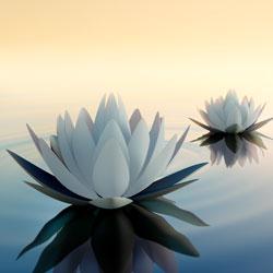 Two white lotus flowers floating on calm water under a soft, warm sky.