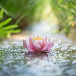 Pink lotus flower floating gently on a sunlit stream surrounded by soft greenery, creating a peaceful and serene atmosphere.