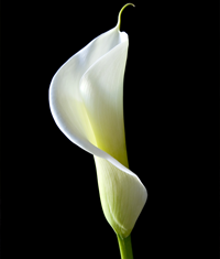 Single white calla lily flower on a black background.